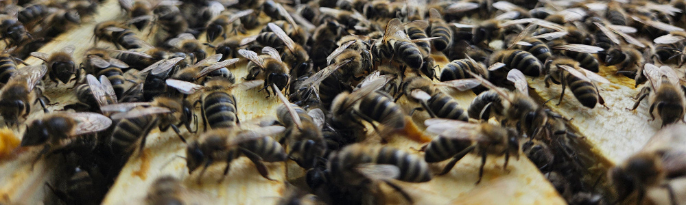 &copy; by Anna Perner